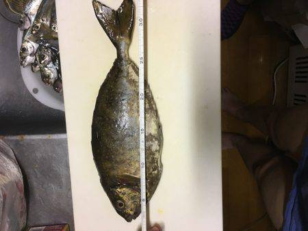 今日のバリは前回釣行時よりでかかった！！